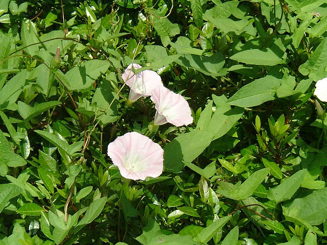 Flores entre follaje verde